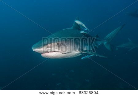 Tiger Shark