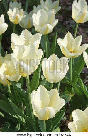 Tulipas brancas