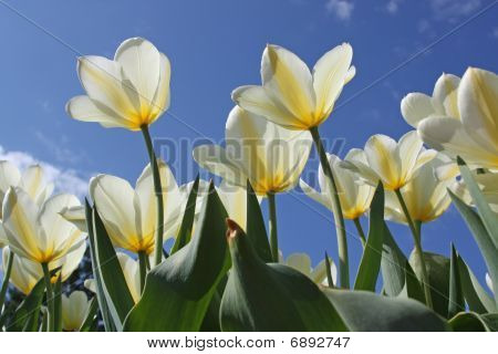 Flores da Primavera - tulipas brancas