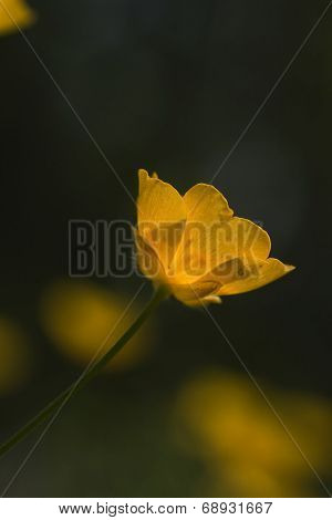 butter cup