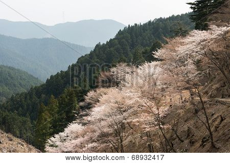 Cherry blossom scenery with beautiful sakura at Oku-Senbon of Yoshino, Nara, Japan, Asia.