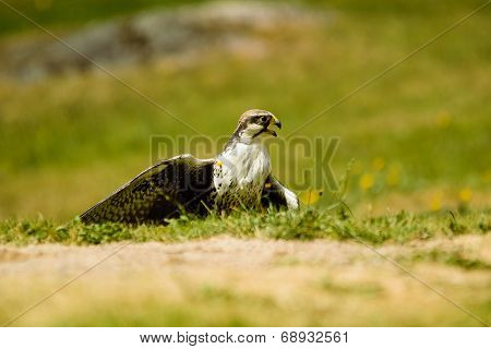 Laggar Falcon (falco Jugger)