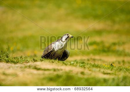 Laggar Falcon (falco Jugger)