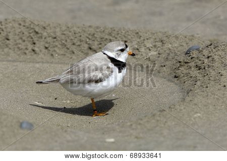 Piping Plover on Beach