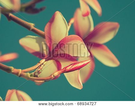 Plumeria flowers blooming over sky backgrolund. Macro closeup.