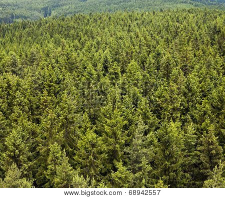 Coniferous Forest