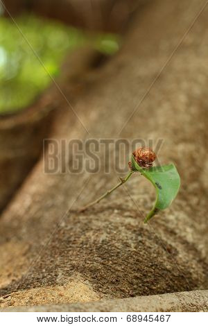 Cicada On The Tree In The Nature.