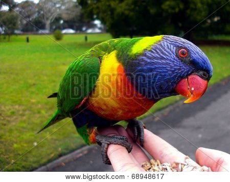 Sydney Park Birds
