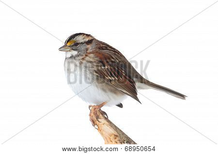 White-throated Sparrow (zonotrichia Albicollis)