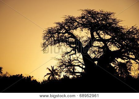 Baobab Silhouette in the Sunset Sky