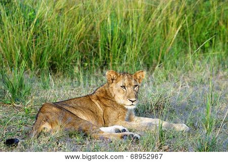 Young Male Lion Lying Down