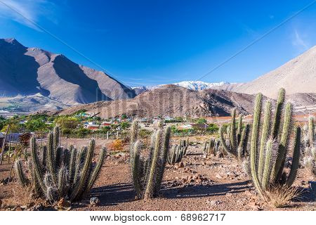 Cactus And Mountains