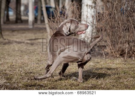 Weimaraner dog outside