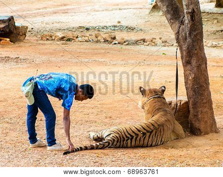 Staff With Bengal Tiger At The Tiger Temple in Kanchanaburi Thailand