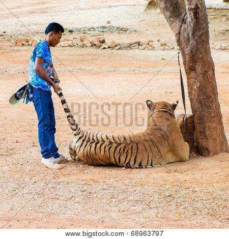 Staff With Bengal Tiger At The Tiger Temple in Kanchanaburi Thailand
