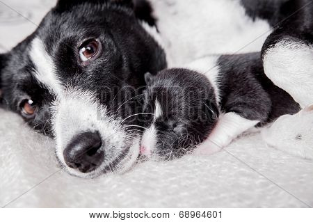 Newborn basenji puppy with mother