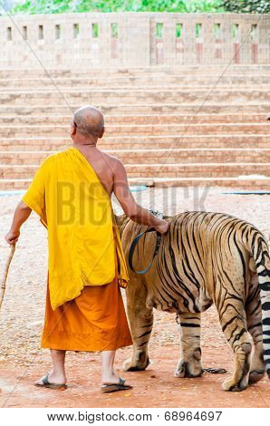 Buddist monk with Bengal specimen at the Tiger Temple, Thailand