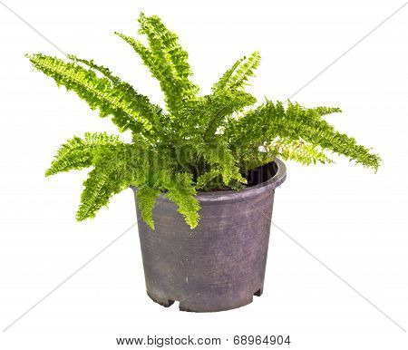 Fern