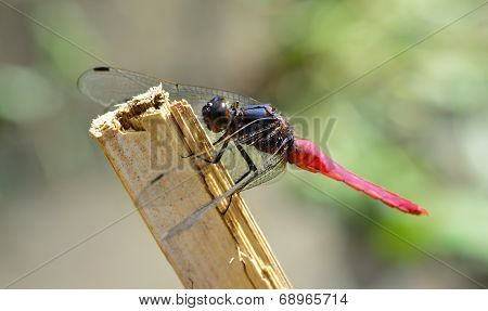 Red Tail Dragonfly  Hanging  A Stick