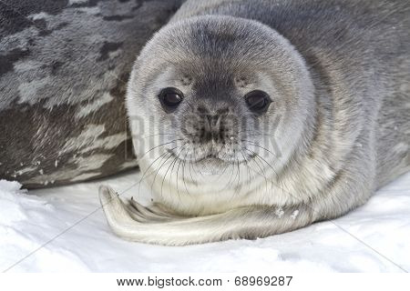 Little Pup Weddell Seals Which Lies Near The Female