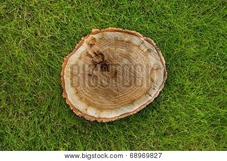 tree stump on the green grass, top view