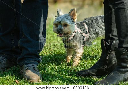 Yorkshire Dog Small Pet