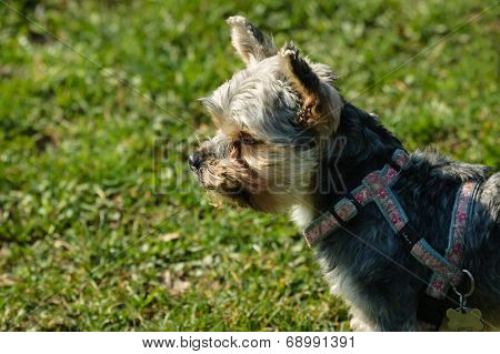 Yorkshire Dog Small Pet