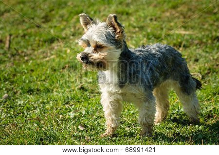 Yorkshire Dog Small Pet