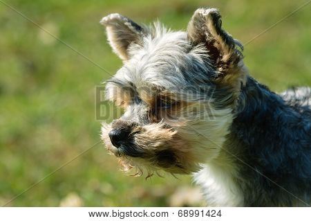 Yorkshire Dog Small Pet