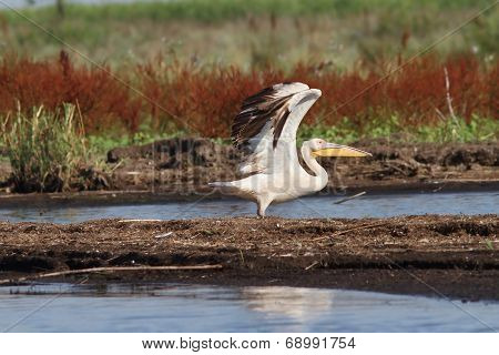 Great Pelican Taking Off From Swamp