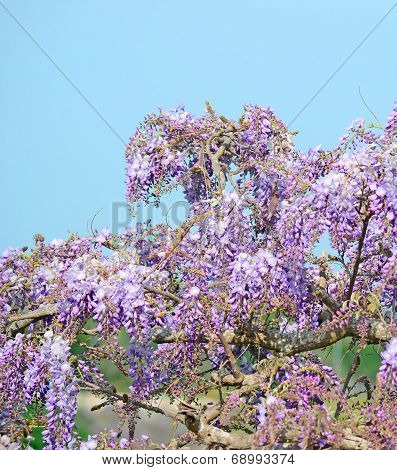 Wisteria Flowers On A Sunny Day