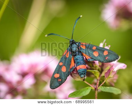 Insect