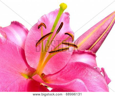 pink lily