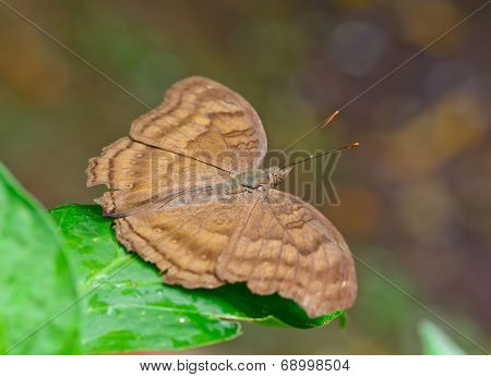 Top View  Brown Butterfly With One Waterdorp On Galore