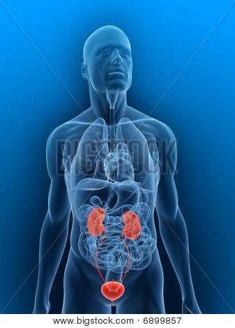 sistema urinario inflamado