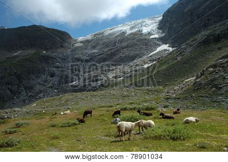 Sheeps On Meadow Nearby Glacier In Alps In Switzerland