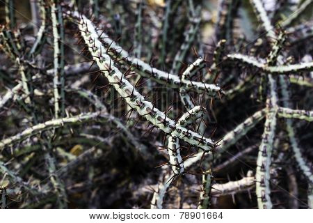 Euphorbia Aeruginosa