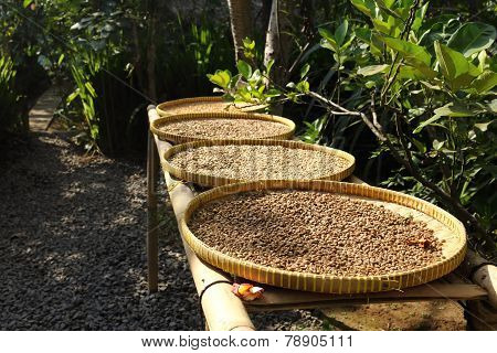 luwak coffe