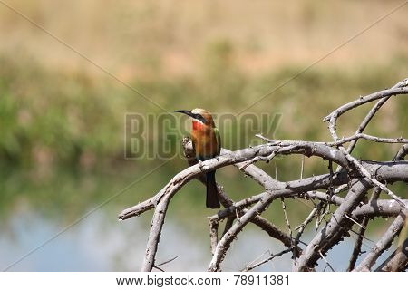 Whitefronted Bee eater bird