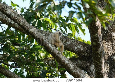White-handed Gibbon (hylobates Lar)