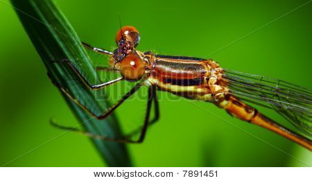 Orange Granatauge