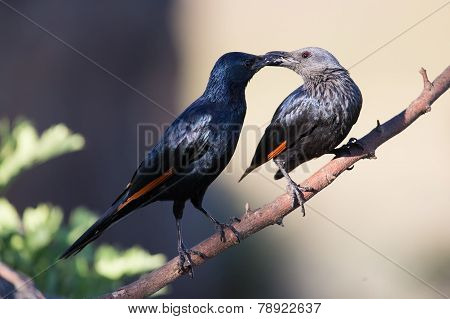 Pair of red winged starlings wit on a branch busy with courtship