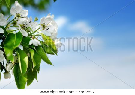 Blossom