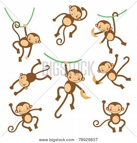 Cute funny monkeys