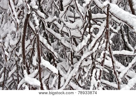 Snow and Ice Cling to Branches