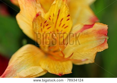 Daylily flower