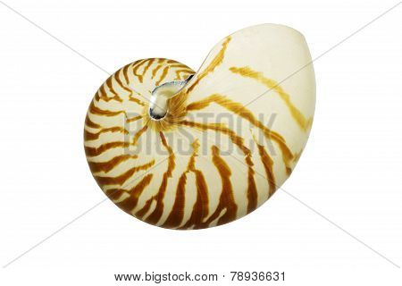 Old Nautilus Shell