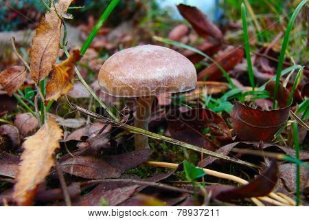 small inedible fungus
