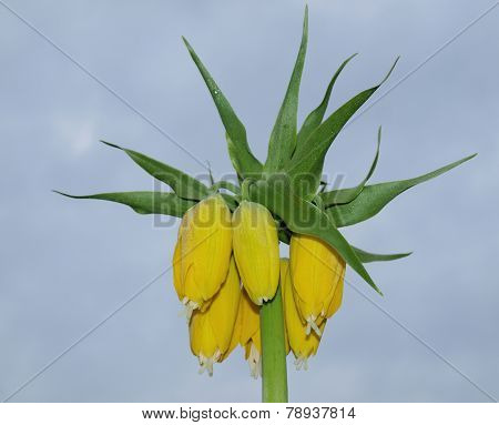 Royal Crown (fritillaria Imperialis), South Bohemia