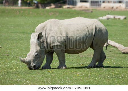 White rhino